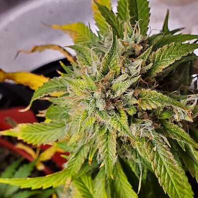 20250721_155359 - Copy.jpg