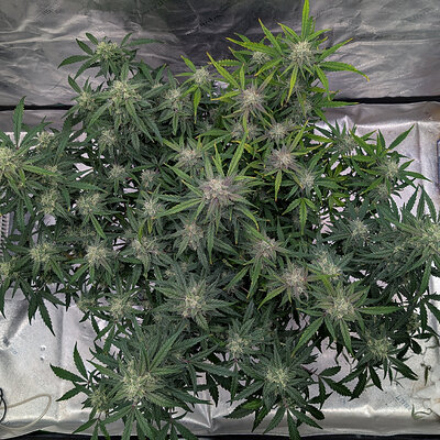 Media '1000004198.jpg' in category 'Mephisto Genetics'