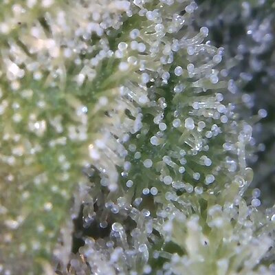 Image_2025-08-10 08_42_51_987.jpg