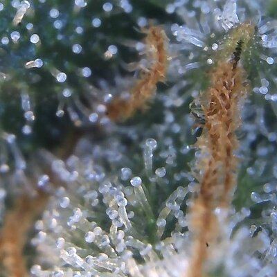 Image_2025-08-10 08_41_55_990.jpg