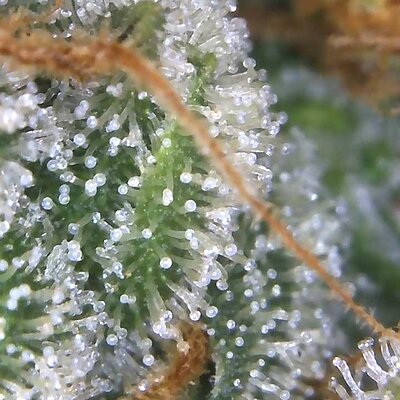 Image_2025-08-10 08_41_25_374.jpg