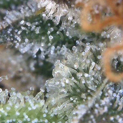 Image_2025-08-10 08_43_26_676.jpg