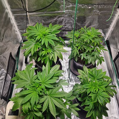 Sweet mandarin zkittles