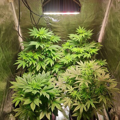 Sweet mandarin zkittles