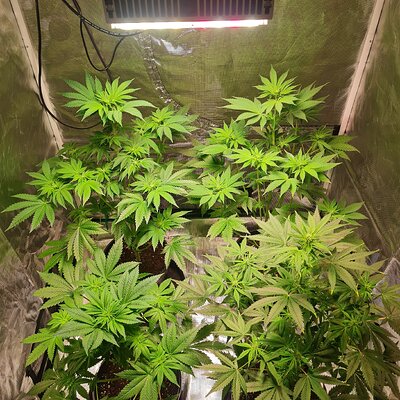 Sweet mandarin zkittles