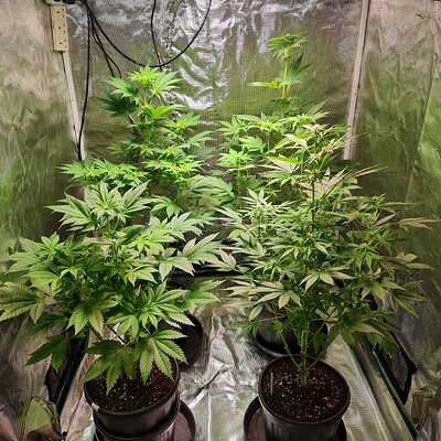 Sweet mandarin zkittles