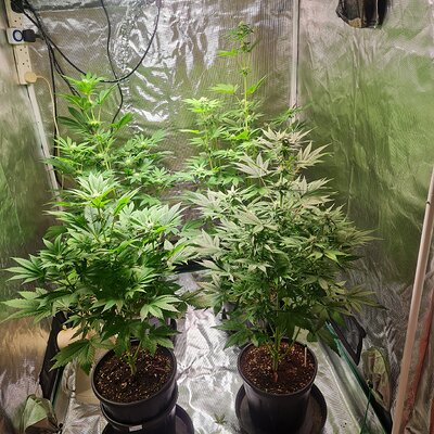 Sweet mandarin zkittles