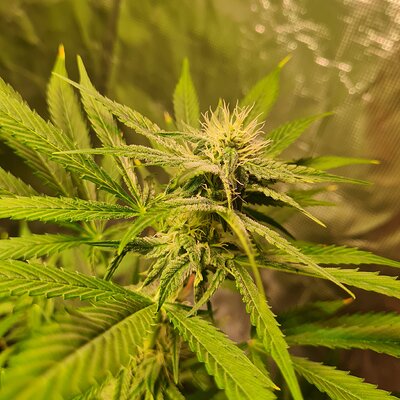 Sweet mandarin zkittles