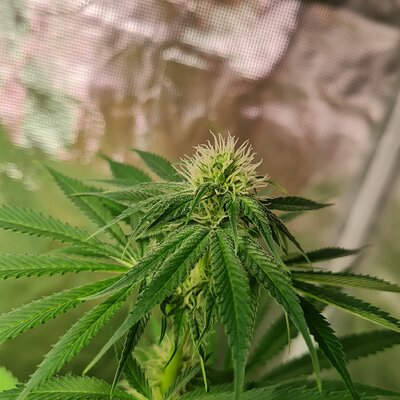 Sweet mandarin zkittles