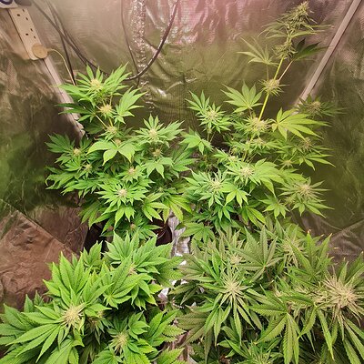 Sweet mandarin zkittles