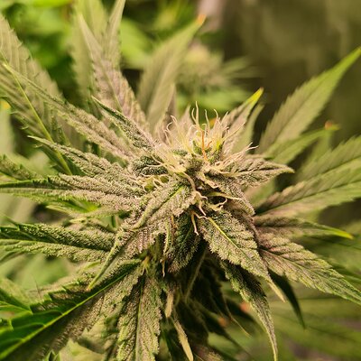 Sweet mandarin zkittles