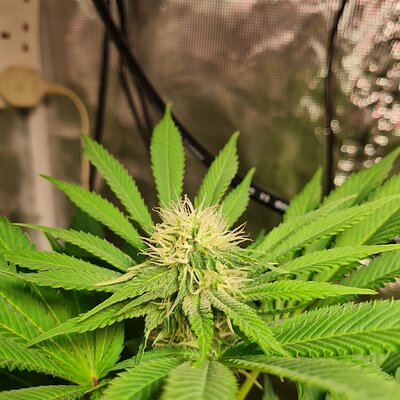 Sweet mandarin zkittles