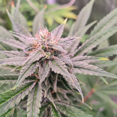 Sweet mandarin zkittles