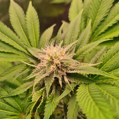 Sweet mandarin zkittles