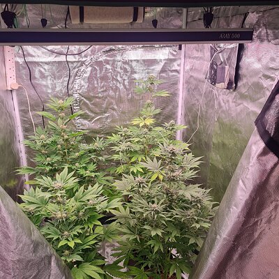 Sweet mandarin zkittles