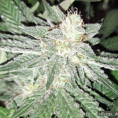 Media '1000012340.jpg' in category 'Mephisto Genetics'