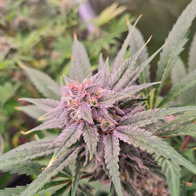 Sweet mandarin zkittles