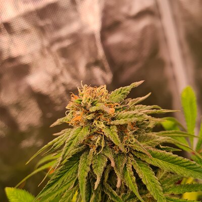 Sweet mandarin zkittles