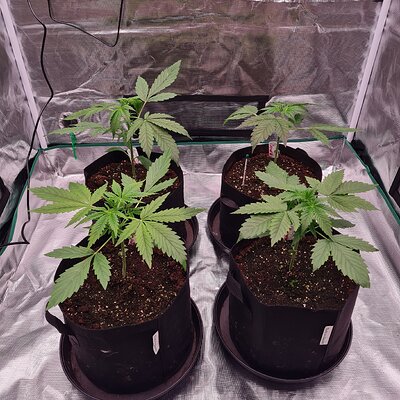 Auto Mac#1 & Auto Oh my gushers