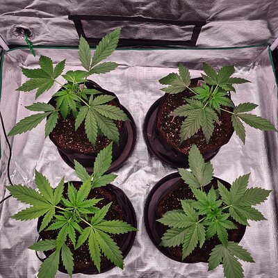 Auto Mac#1 & Auto Oh my gushers