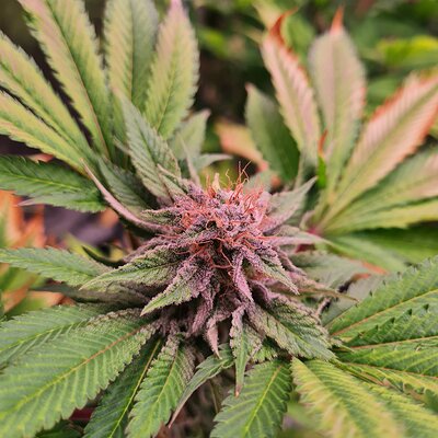 Sweet mandarin zkittles