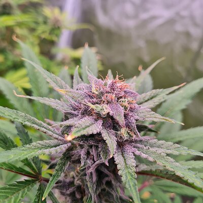 Sweet mandarin zkittles