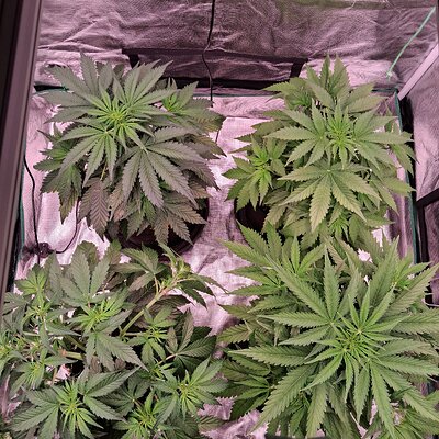 Auto Mac #1 &Auto Oh my gushers