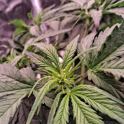 Auto Mac #1 &Auto Oh my gushers