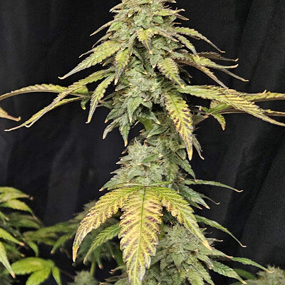 OAxPBB.10_day83_cola.jpg