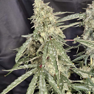 OAxPBB.6_day81_cola.jpg