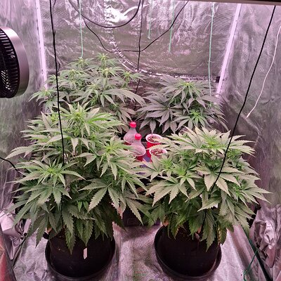 Auto Mac #1 & Auto Oh my gushers