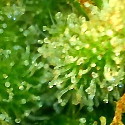 B.Banner.2_day_109_trichs.jpg