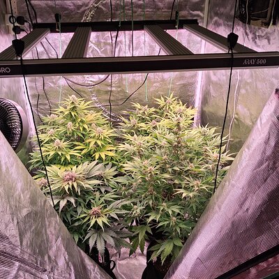 Auto Mac#1 & Auto Oh my gushers