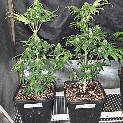 Strawburied-Kush_day42.jpg