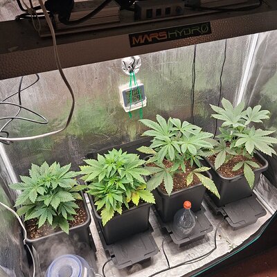 Slush mint cake & Jealousy