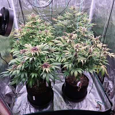 Auto Oh my gushers & mac #1