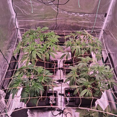 Slush mint cake & Jealousy