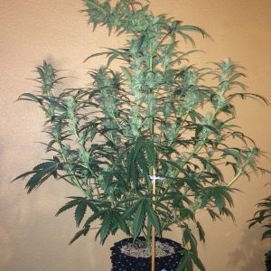 White Stomper Day 44