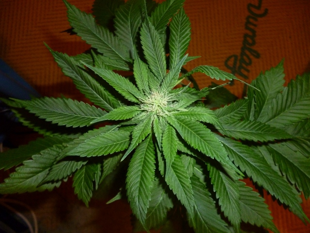 08 - Berry Bomb 2 (640x480).jpg