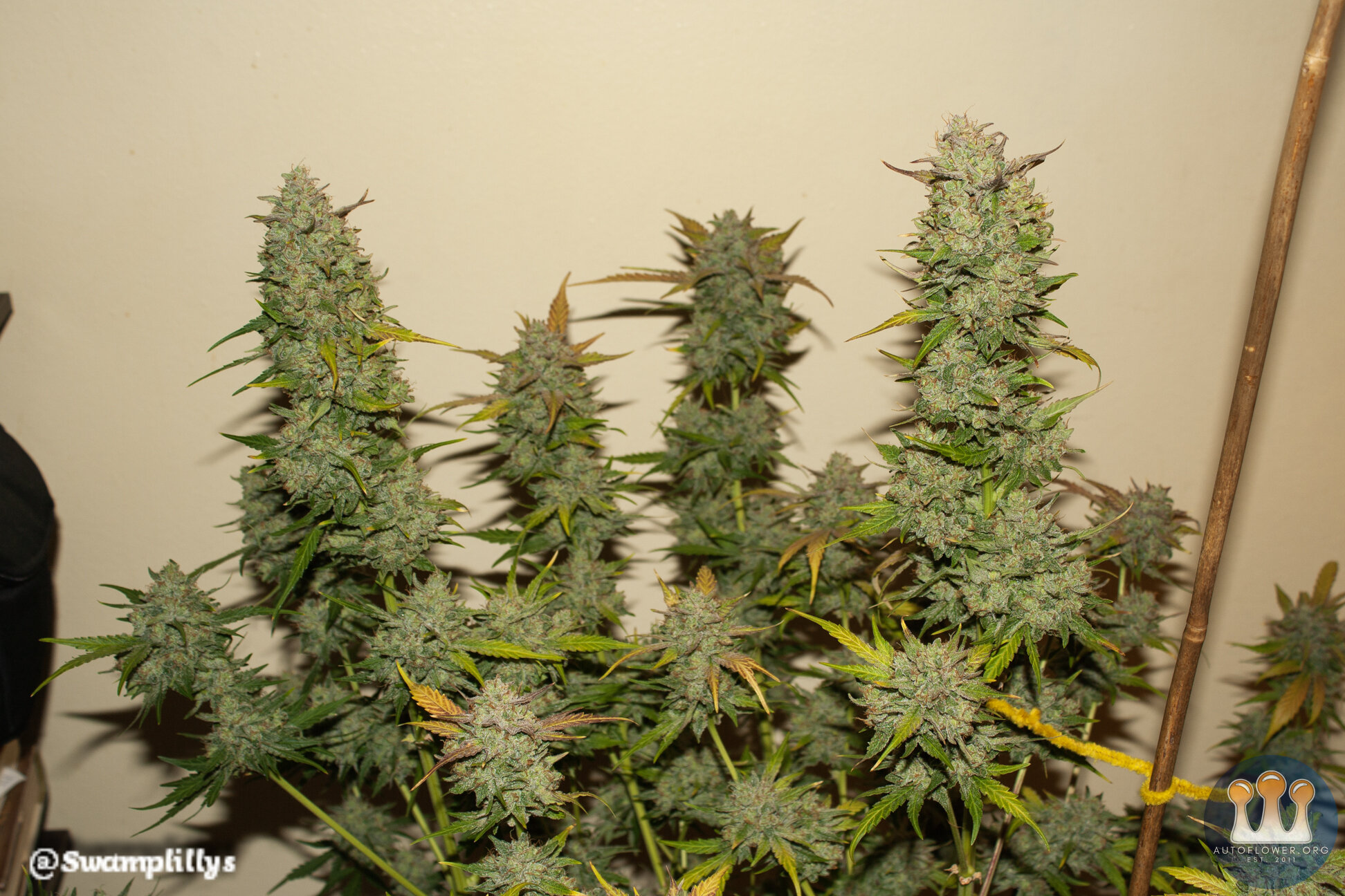 14 Creme de la Chem Nov/Dec 2019