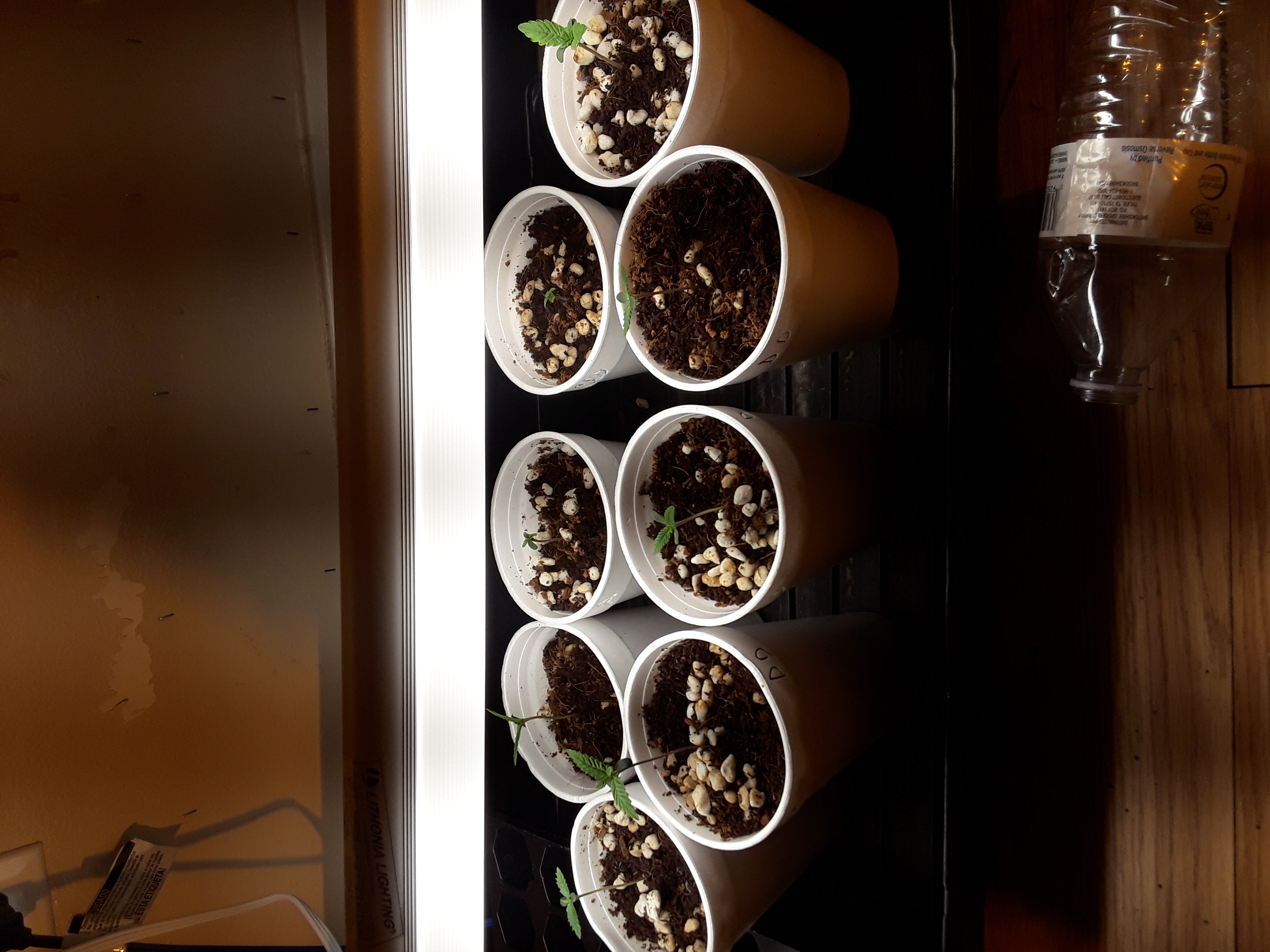 1532710265457505687572