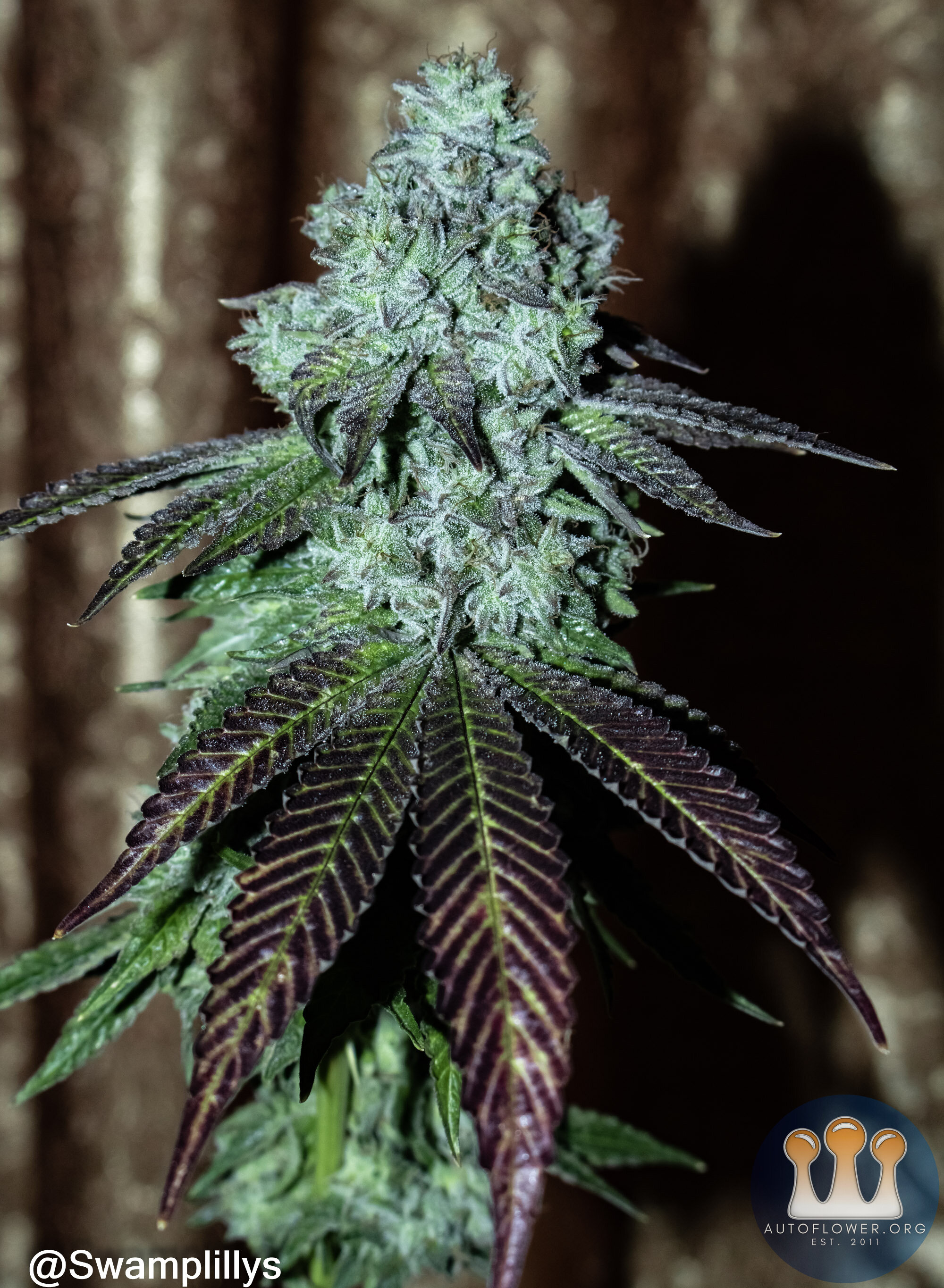 2 COLORFUL GLUE BREATH