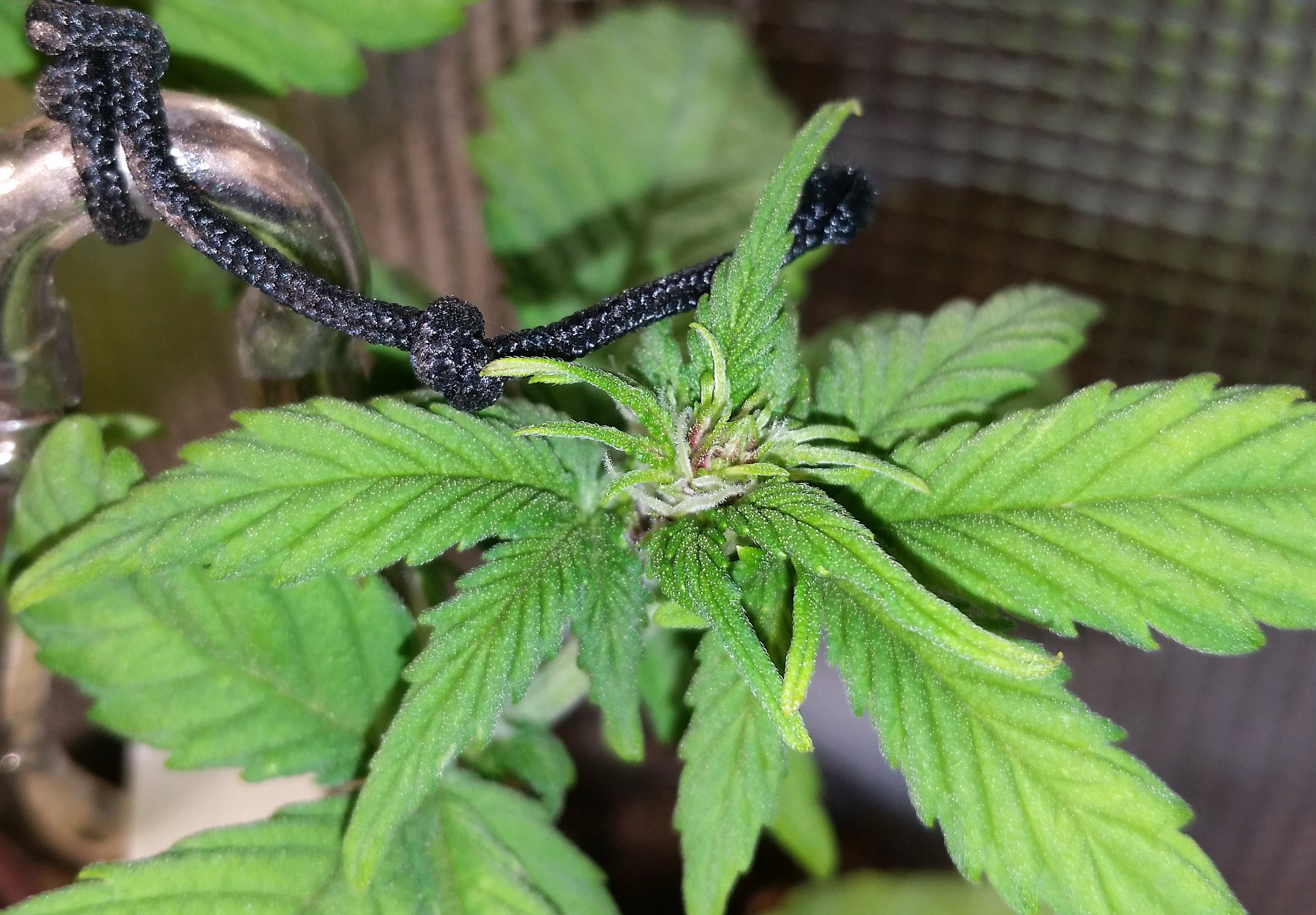 20190716_113751_zoom