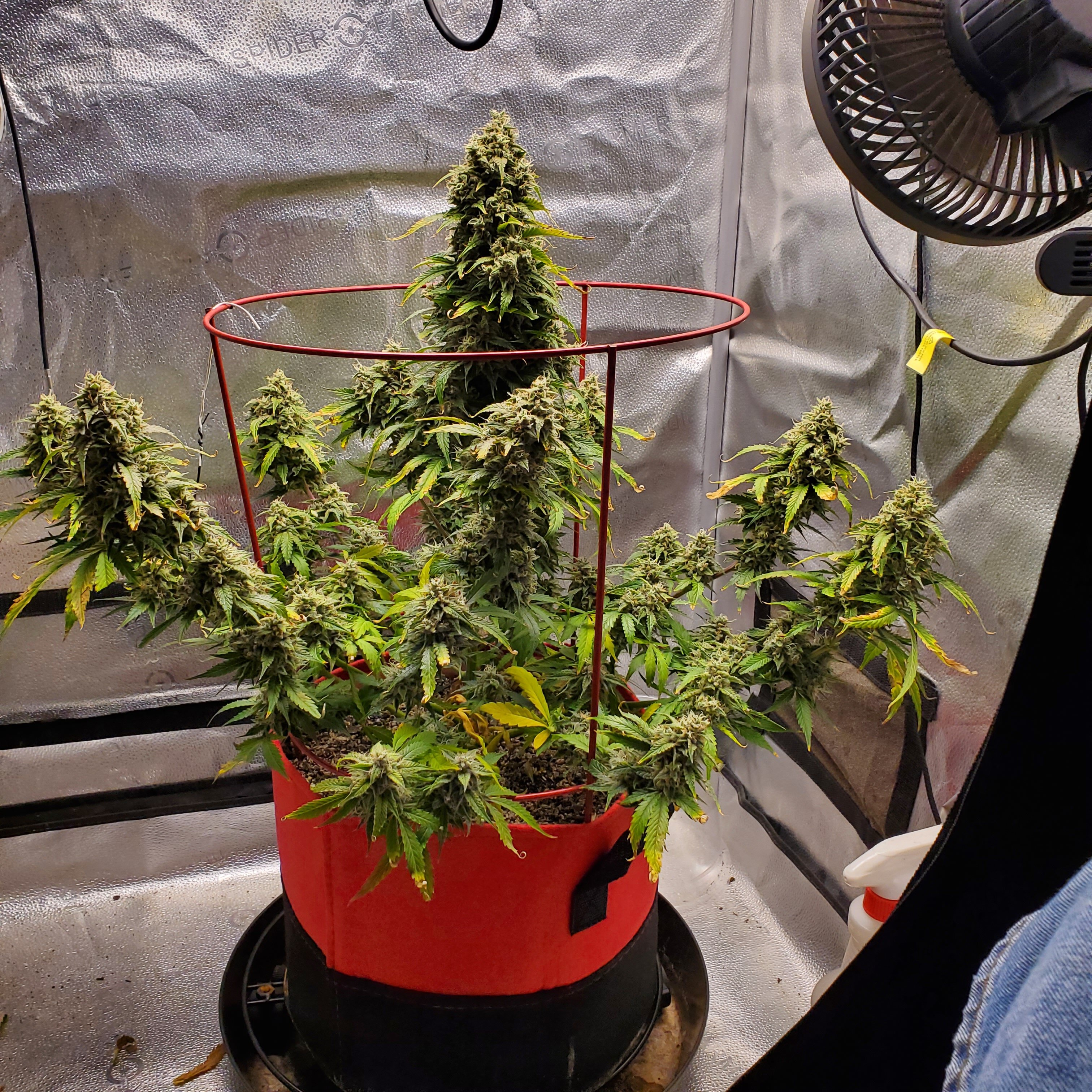 20250715_094316 - Copy.jpg