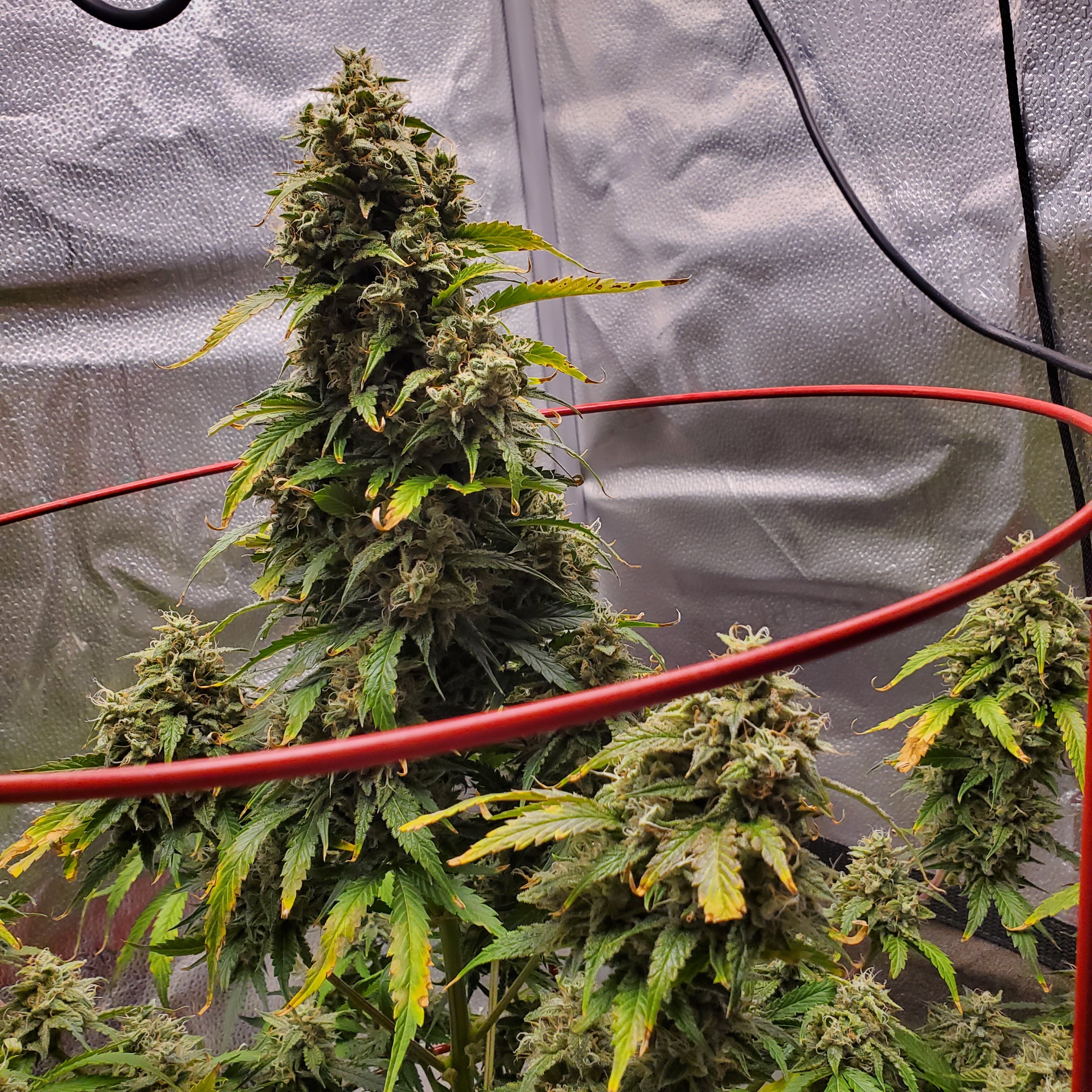 20250715_094332 - Copy.jpg