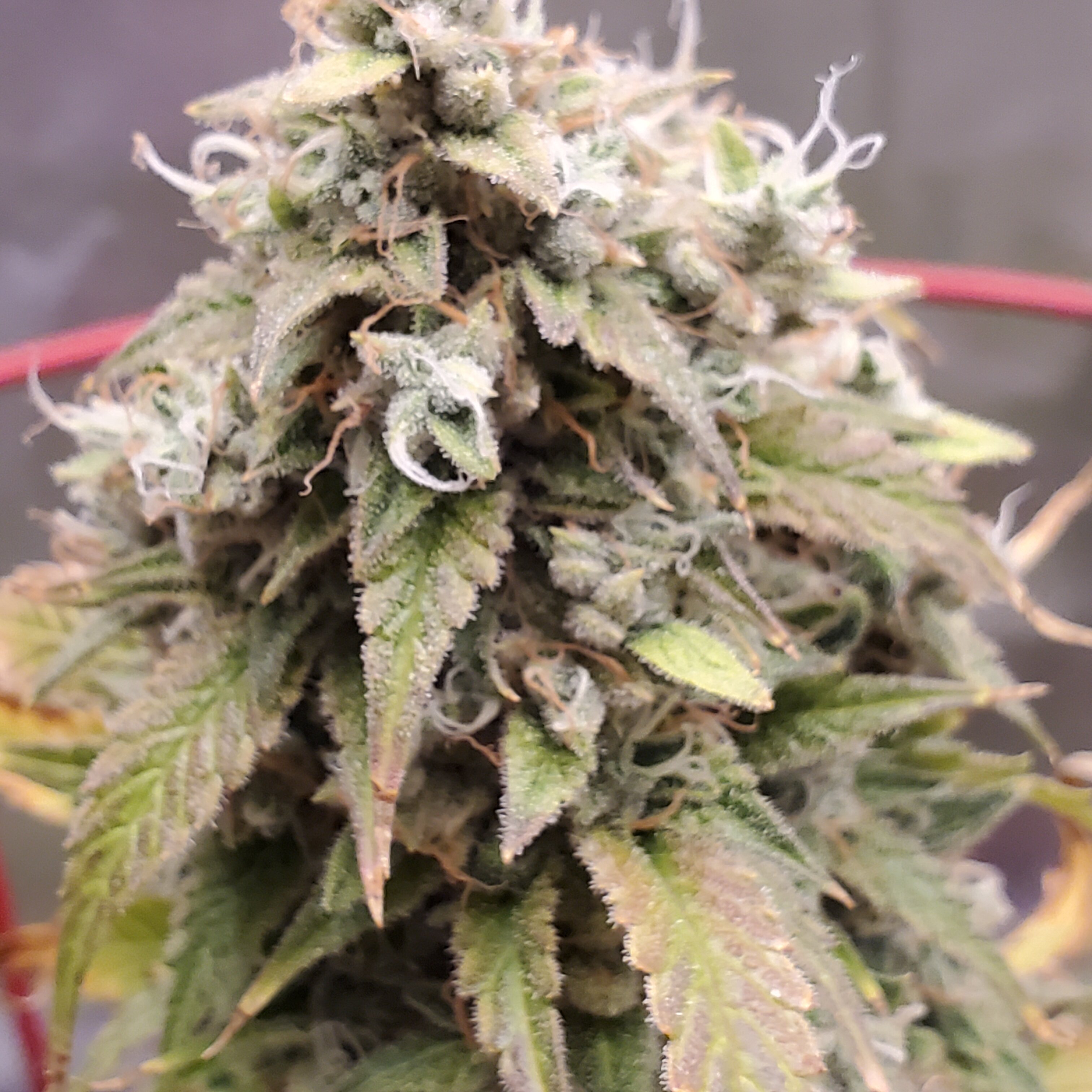 20250721_155346 - Copy.jpg