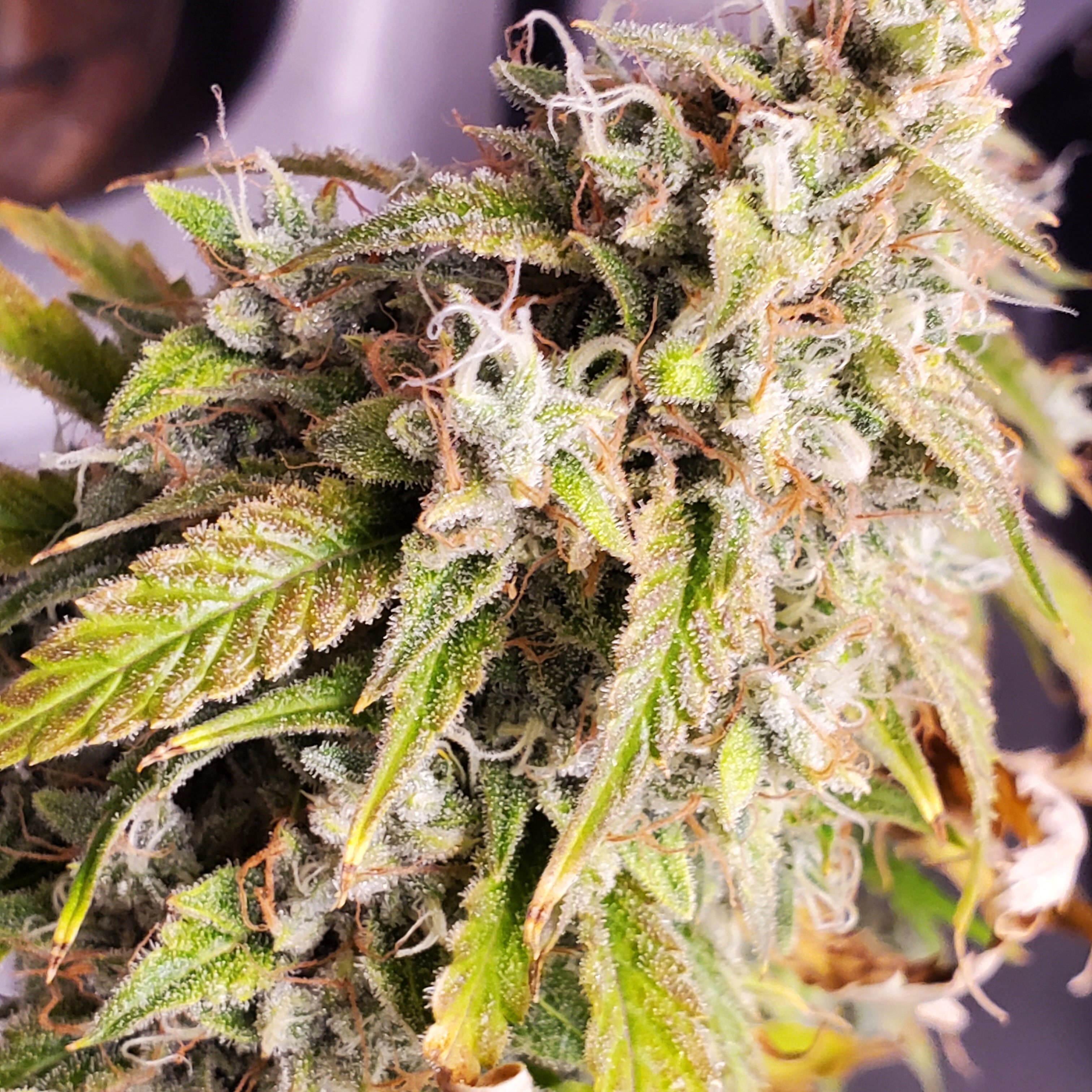 20250721_155351 - Copy.jpg