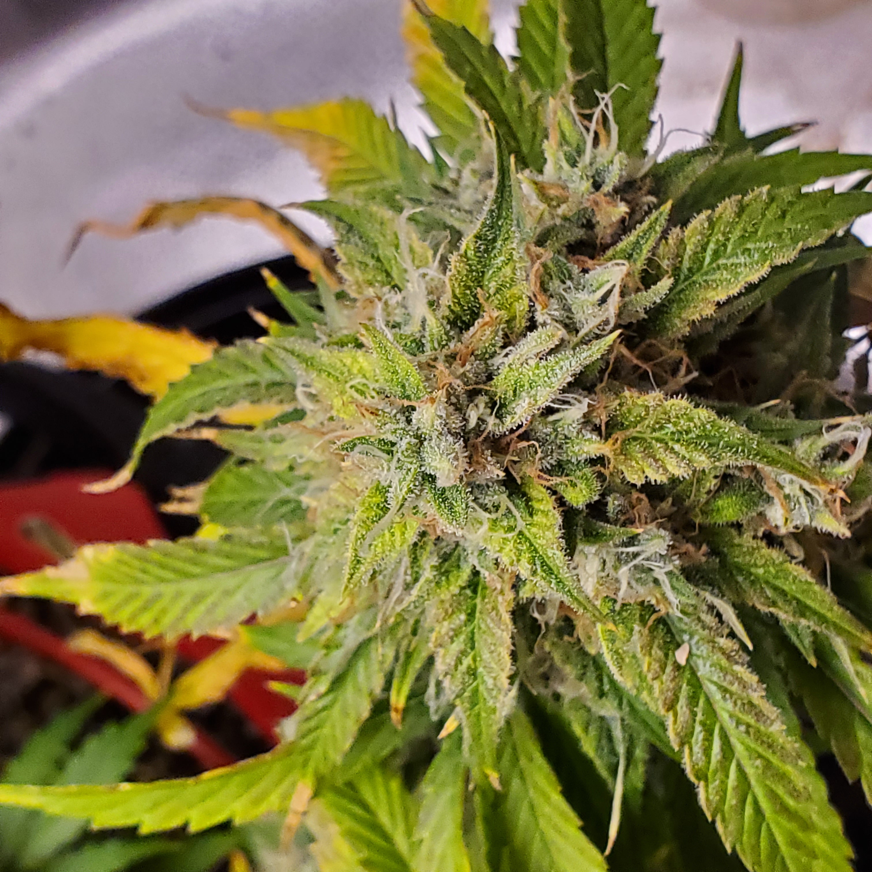 20250721_155359 - Copy.jpg