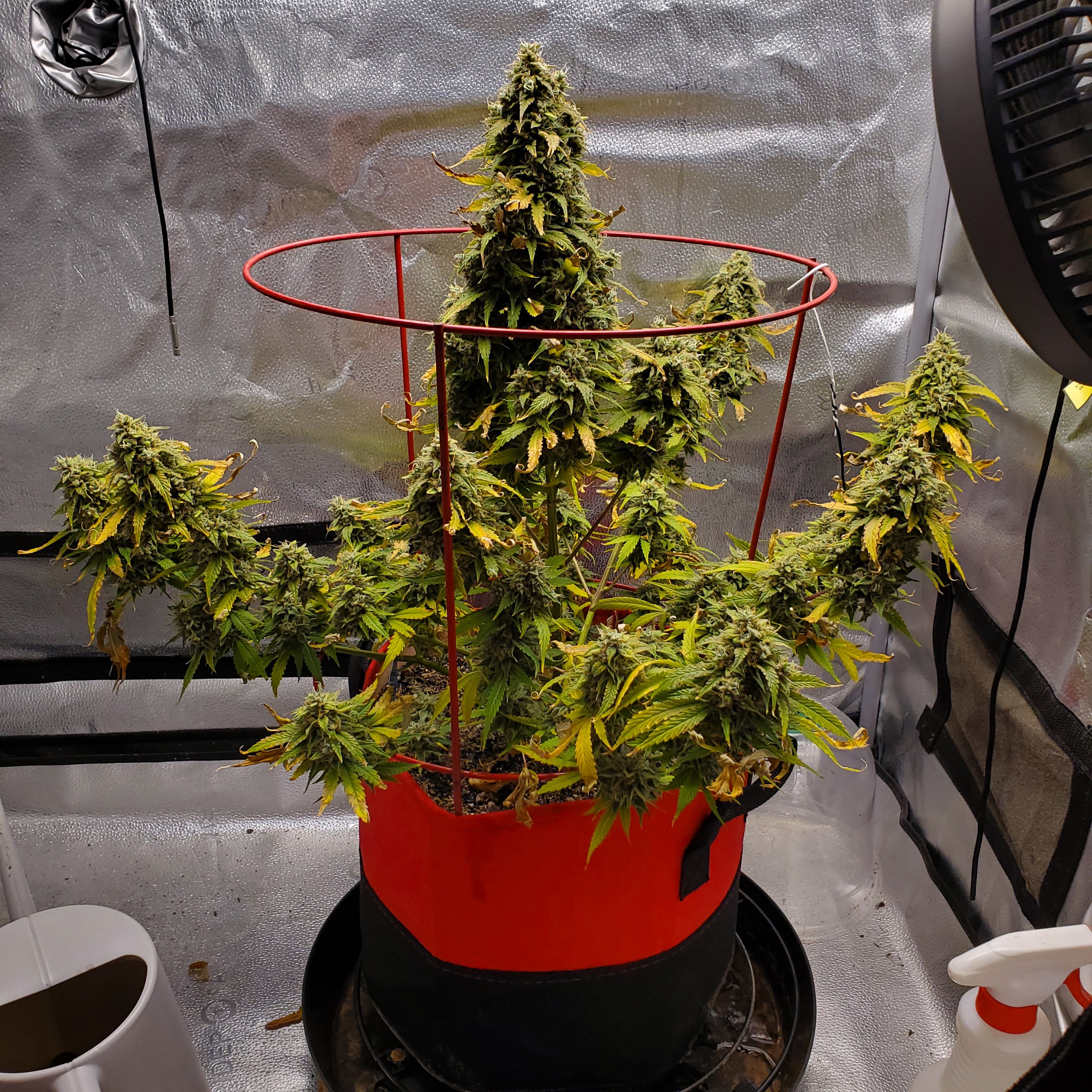 20250722_203748 - Copy.jpg