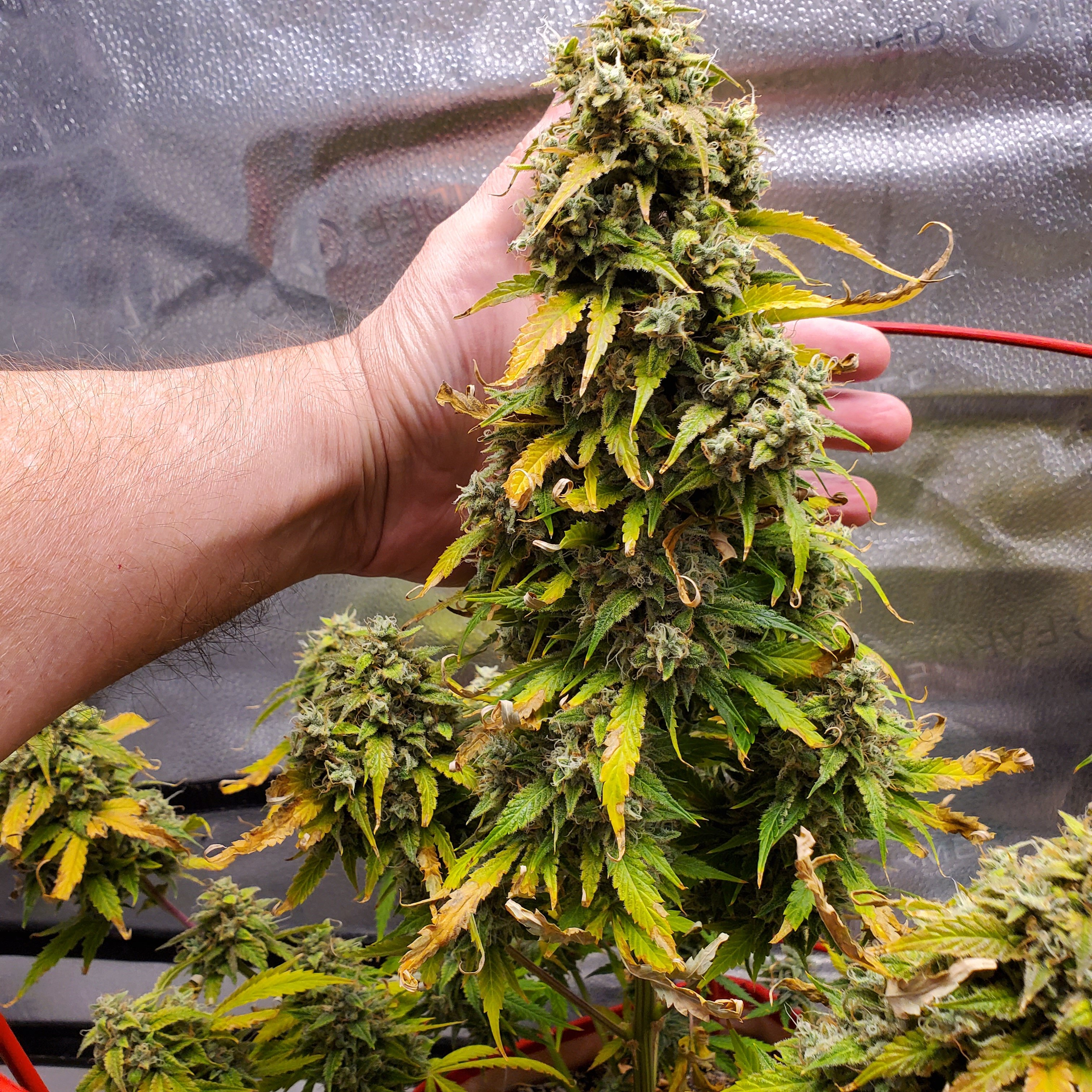 20250722_205640 - Copy.jpg